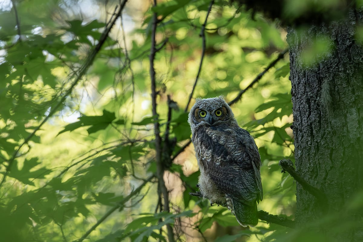 Baby Great Horned Owl Staring