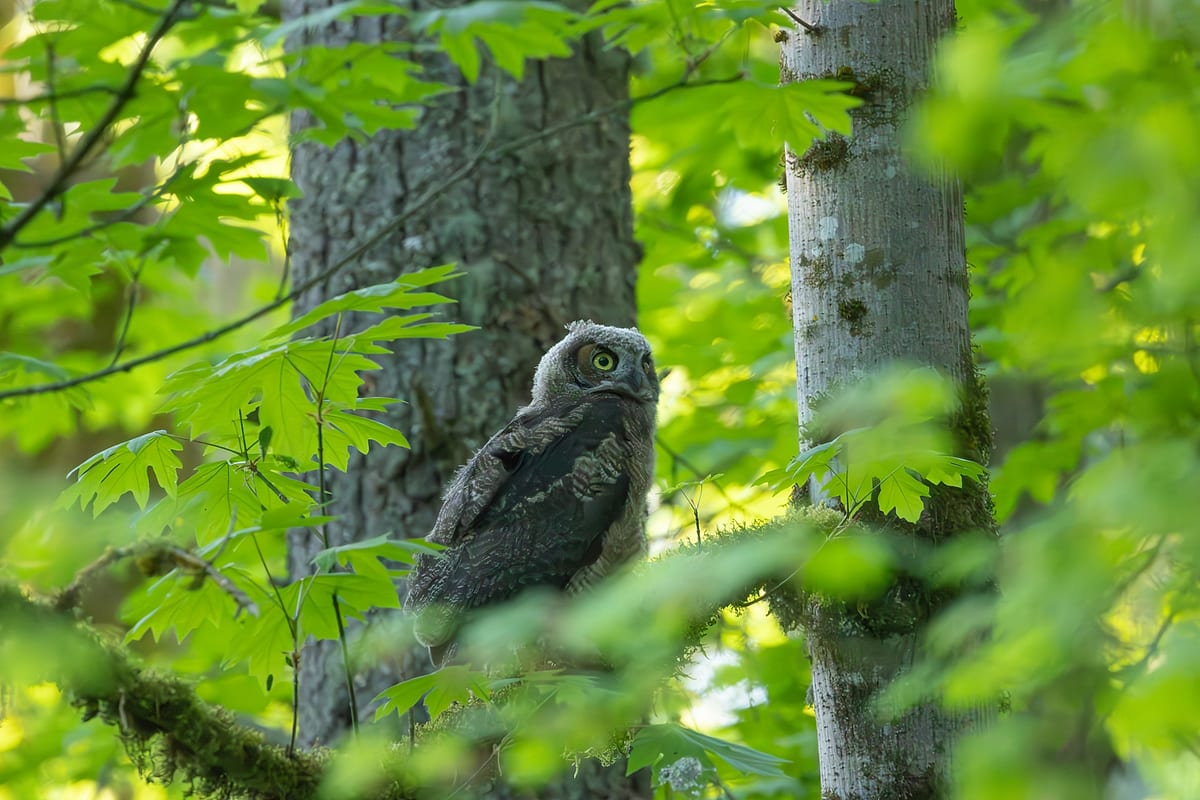 Baby Great Horned Owl
