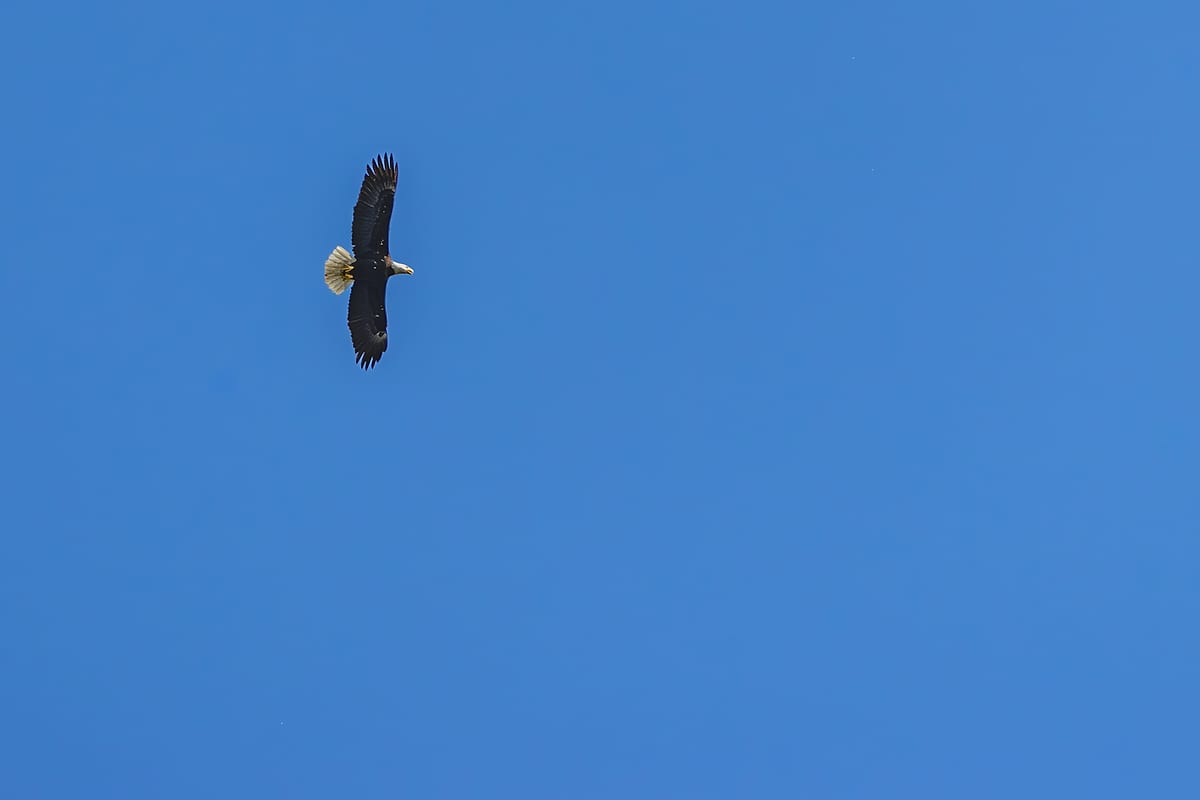 Bald Eagle In Flight