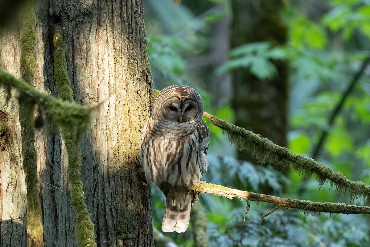 Barred Owl At Sunset