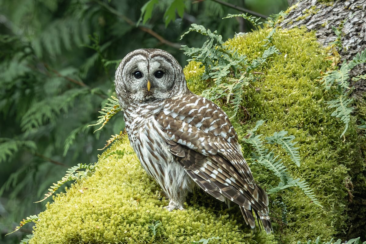 Barred Owl Eye Contact