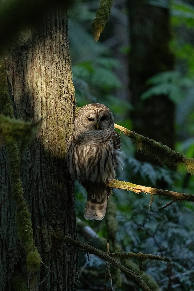 Barred Owl In Dappled Light