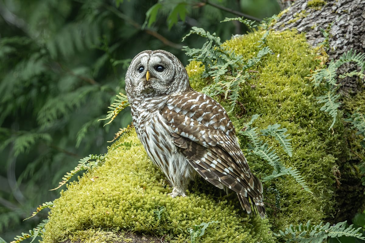 Barred Owl Looking