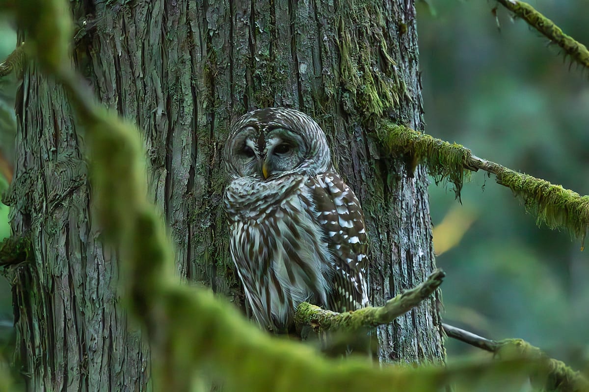 Barred Owl Waking Up