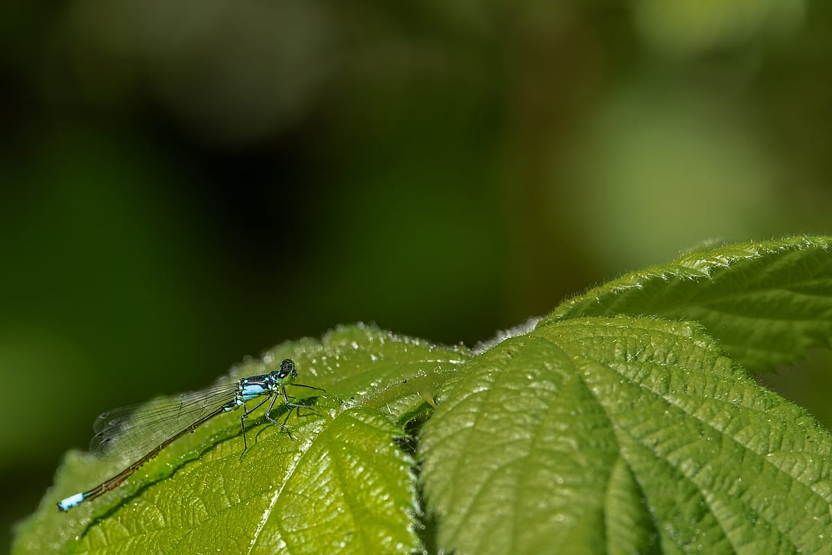 Damselfly Resting