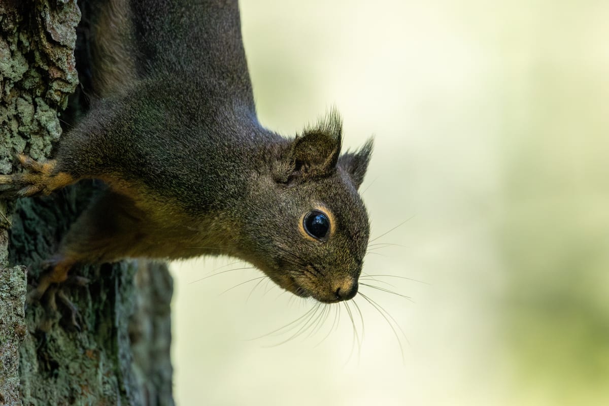 Douglas Squirrel