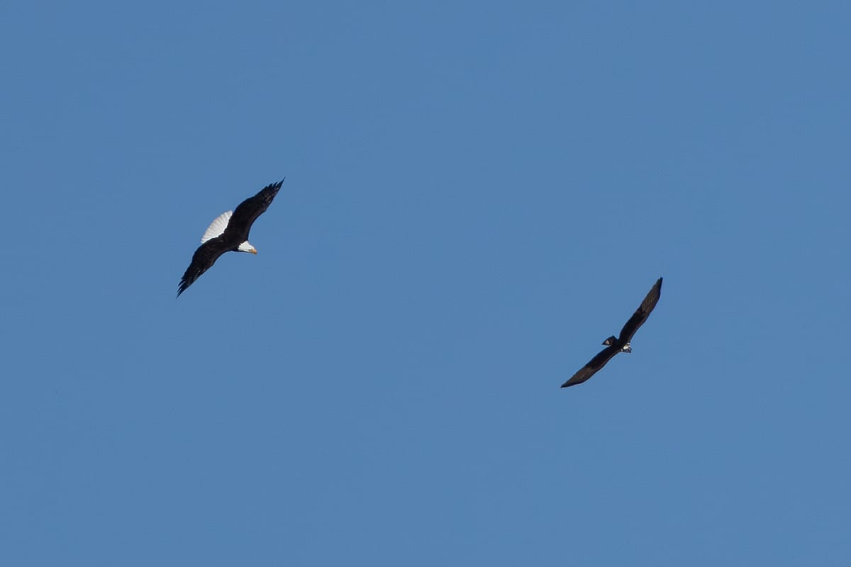 Eagle Attack Pass
