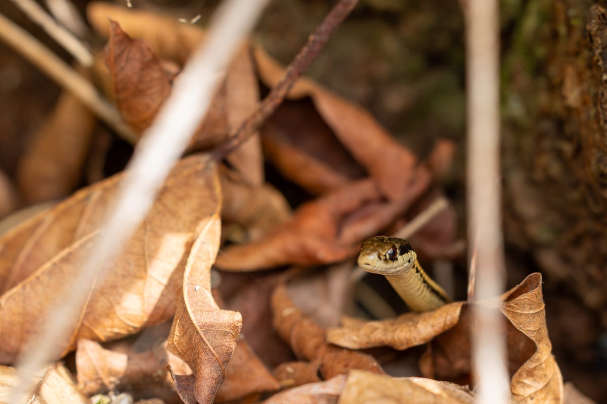 Garter Snake