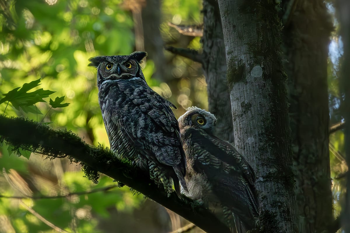 Great Horned Out Family