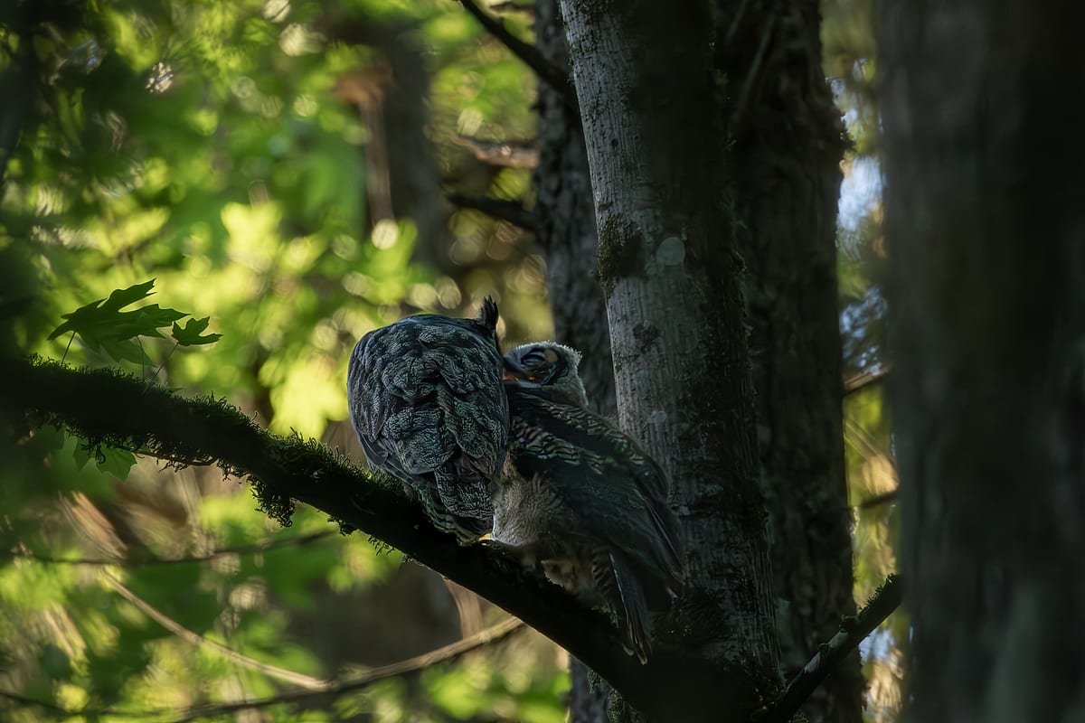 Great Horned Owl Mother And Child Feeding