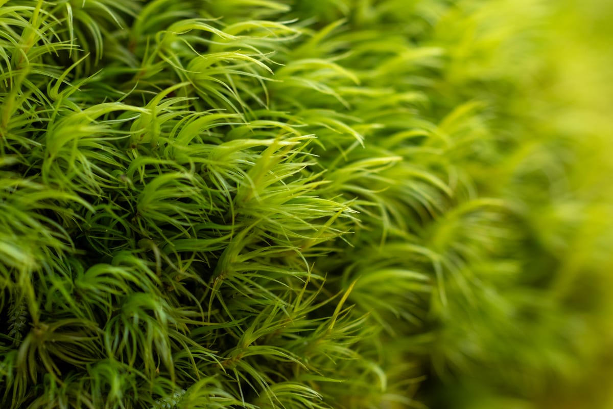 Haircap Moss Macro