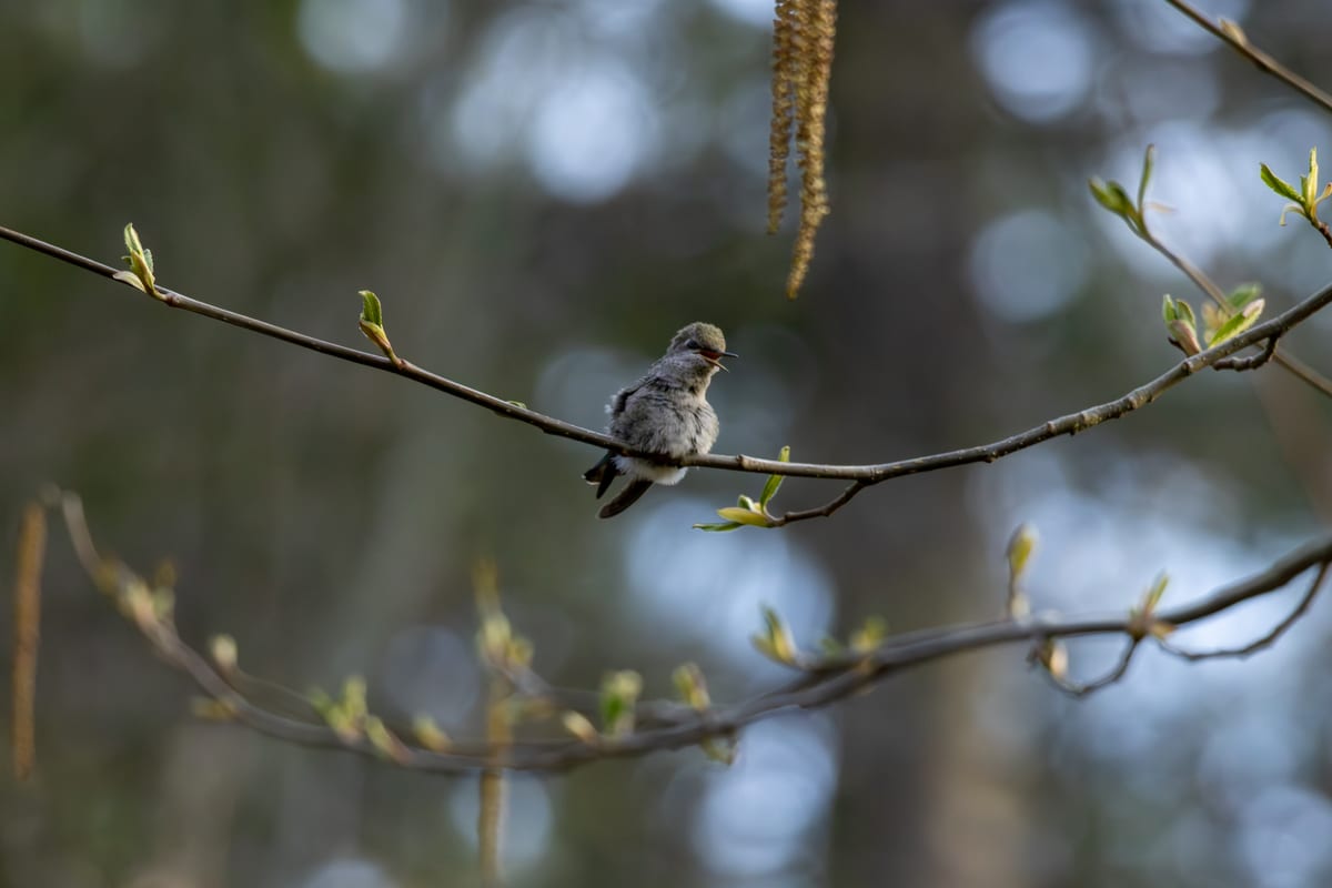 Hummingbird Chick