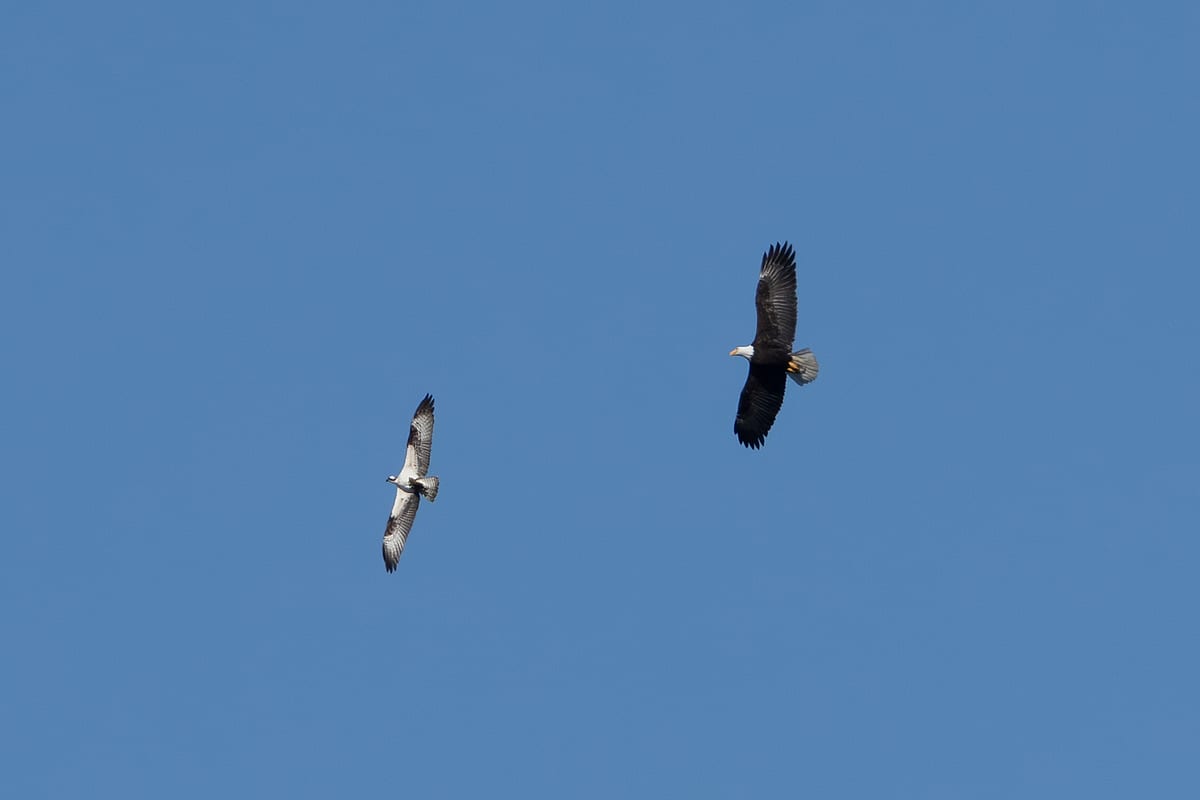 In Pursuit Of Food