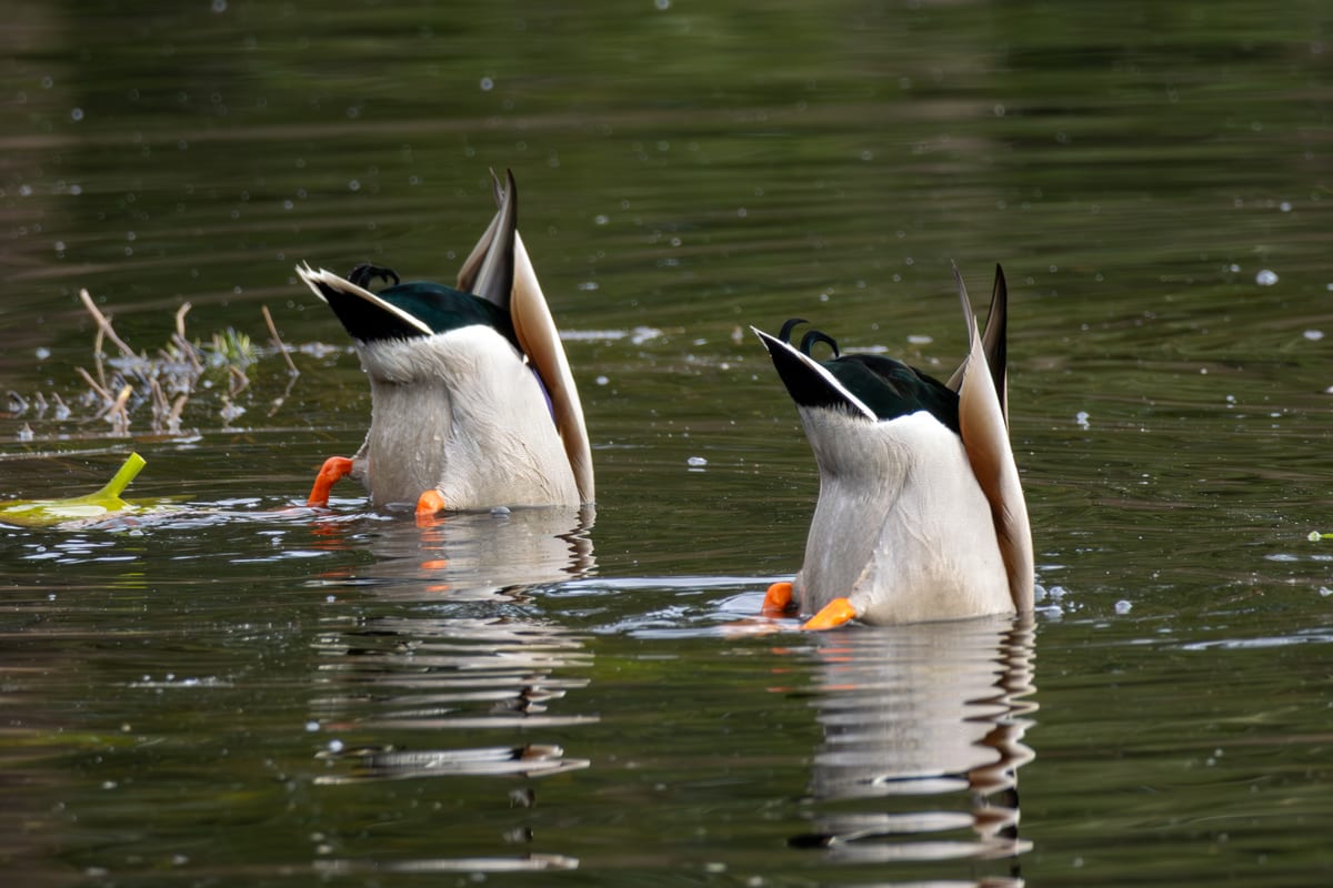 Mallard Tandem Dive