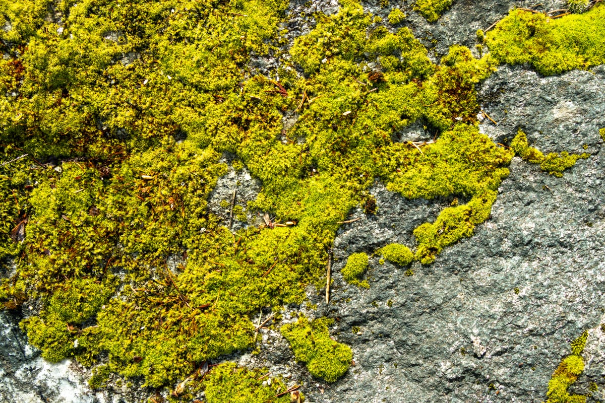 Moss On Granite