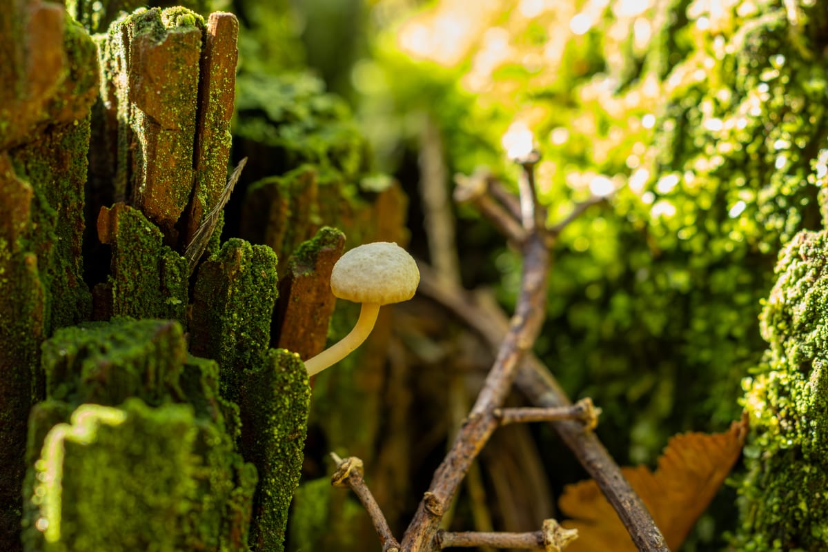 Mushroom On Backlit Mossy Bark