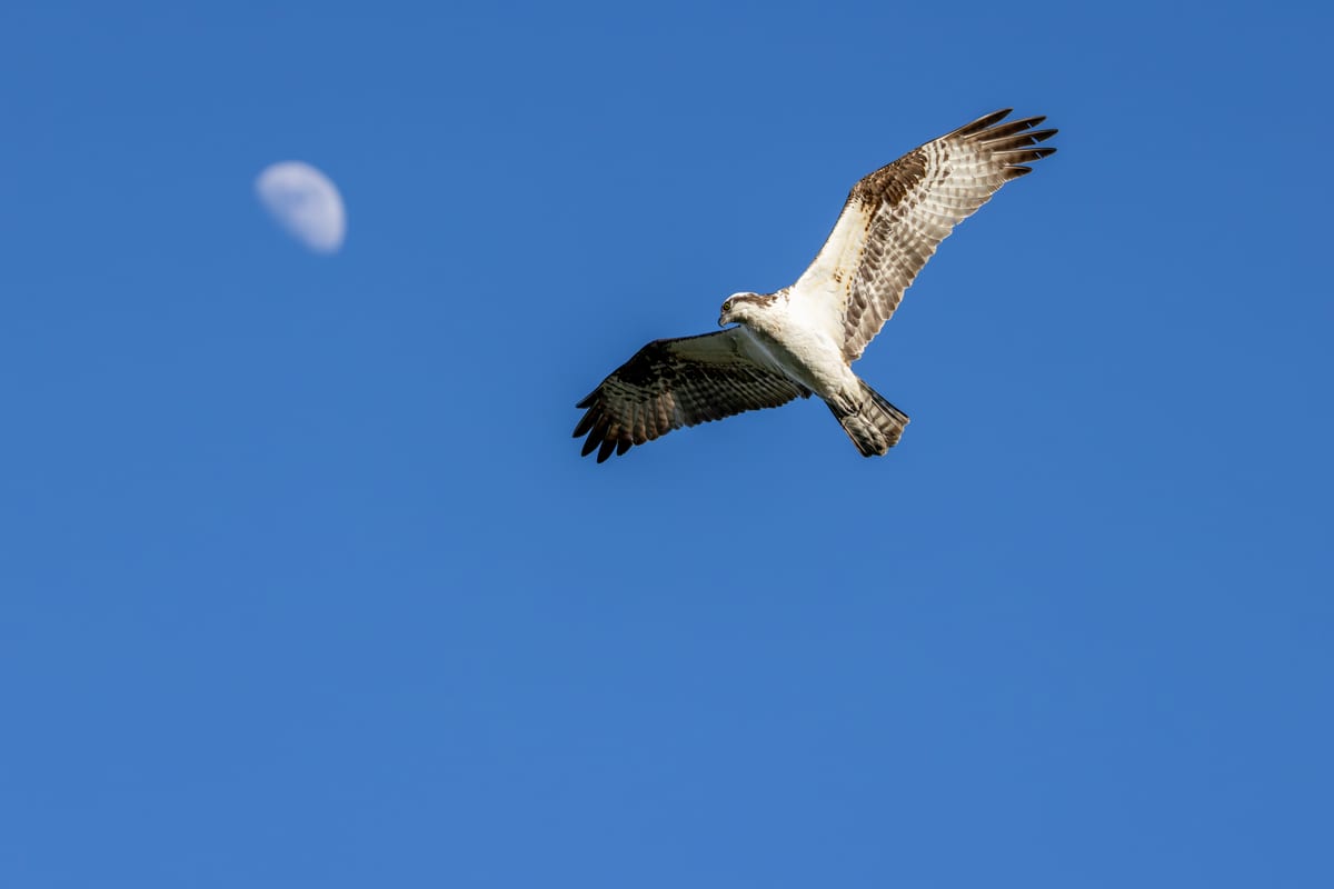 Osprey And The Moon