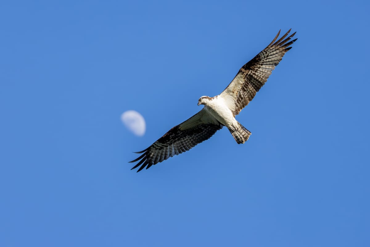 Osprey And The Moon