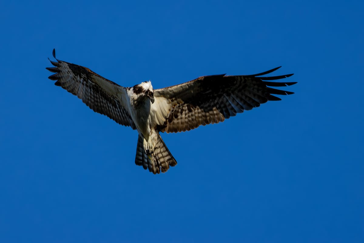 Osprey Looking For Prey