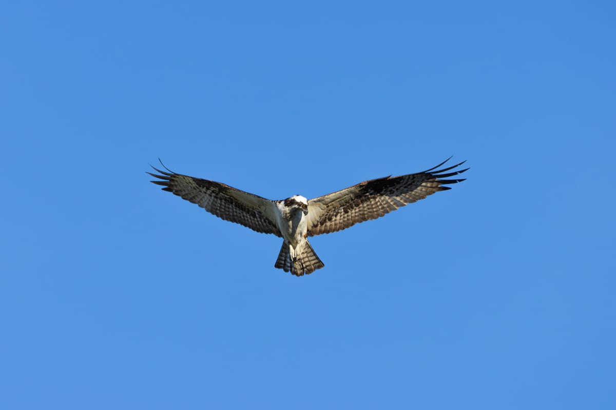 Osprey Looks For Prey