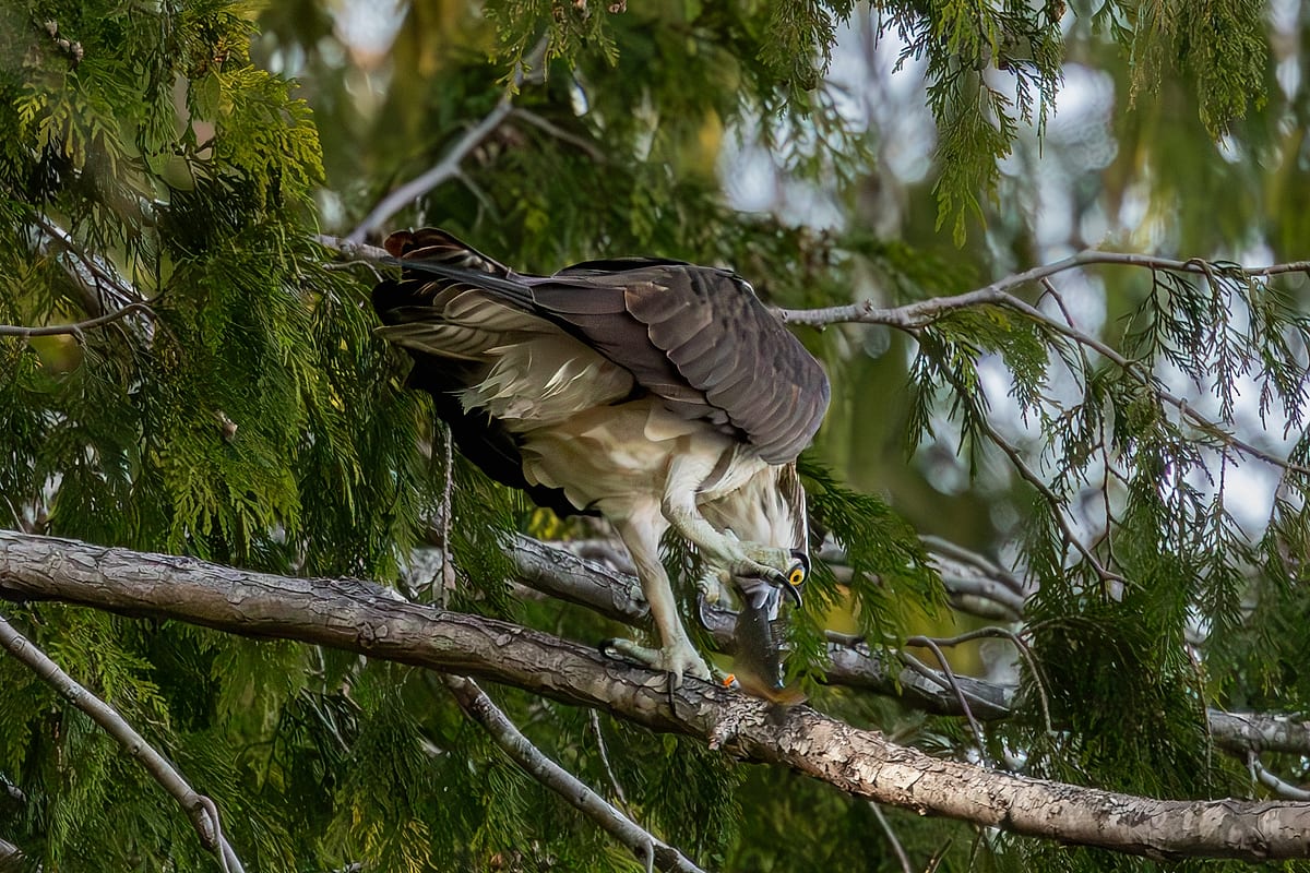 Osprey Mantling Trout