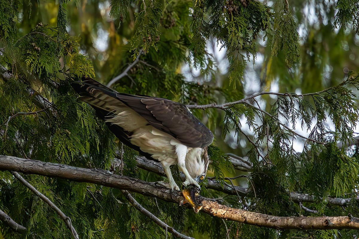 Osprey Mantling With Golden Hour Trout