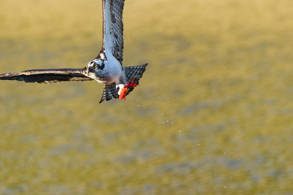 Osprey With A Catch