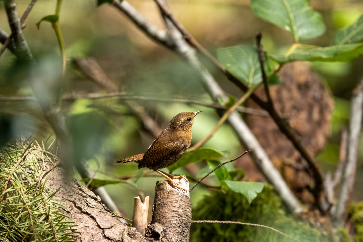 Pacific Wren Basked In Light