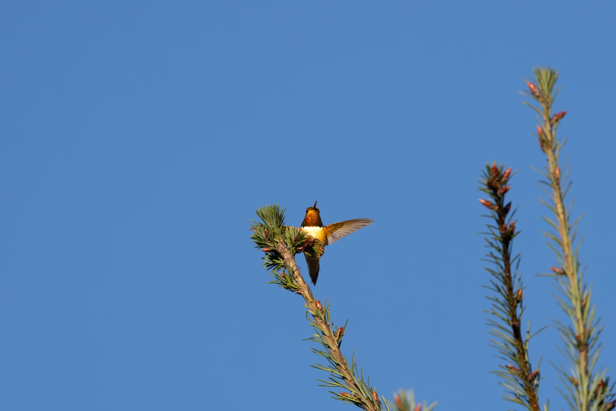 Rofous On Douglass Fir