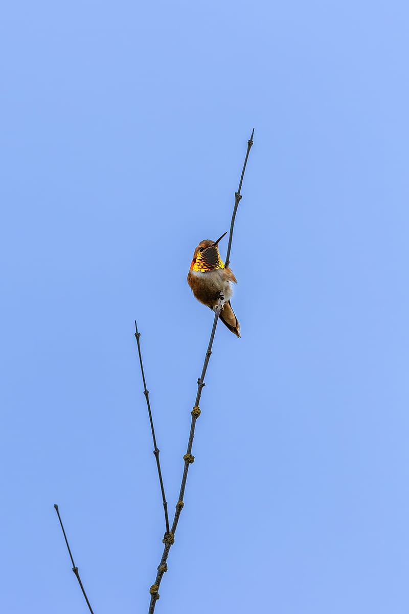 Rufous Looking Skyward