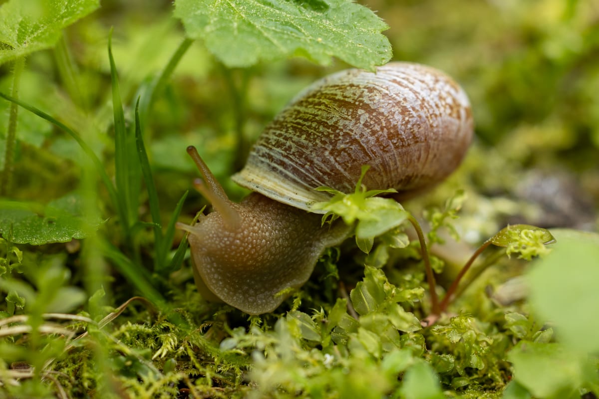 Sideband Snail In Moss