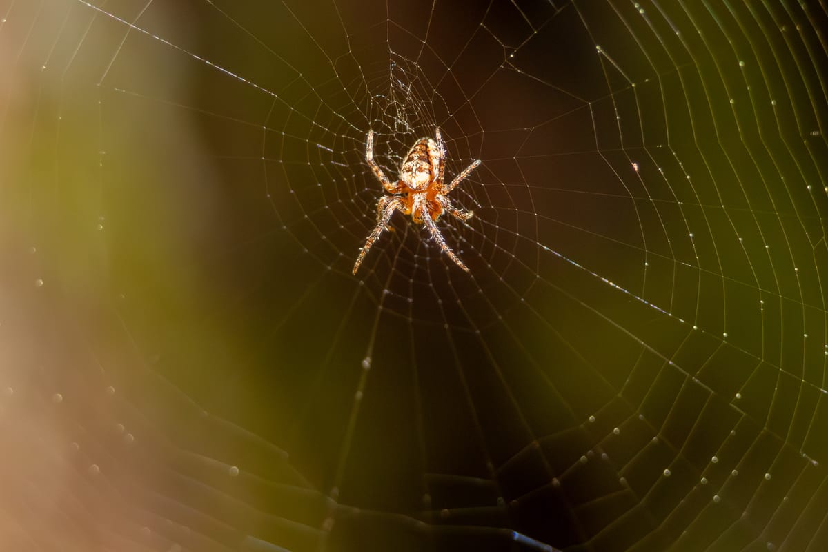 Spider In Web