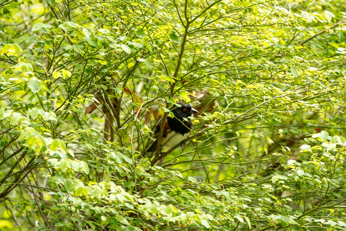 Spotted Towhee Peekaboo