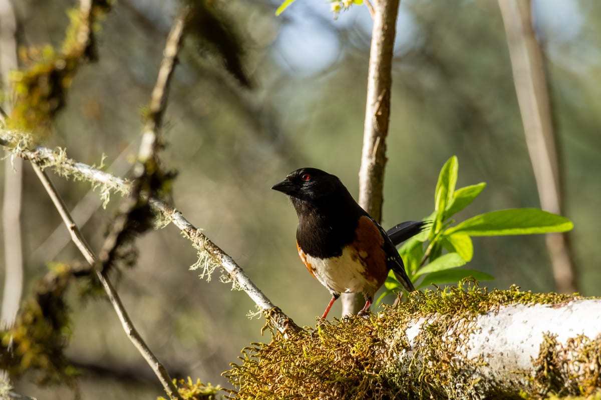 Spotted Towhee