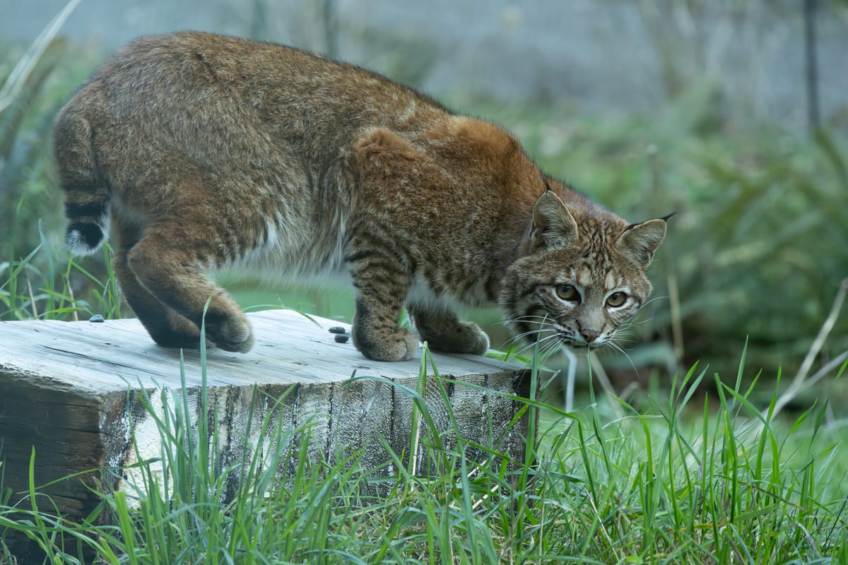Stalking Bobcat