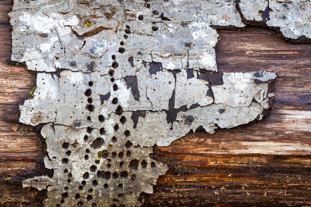 Textured Bark