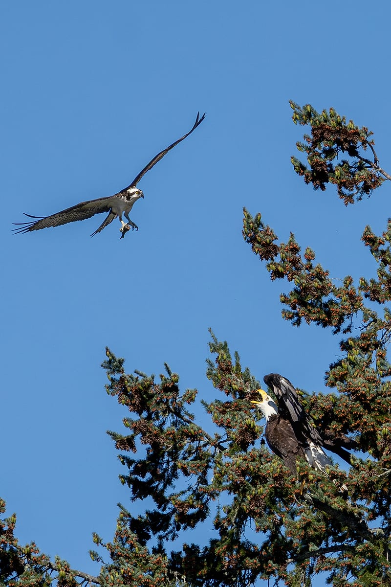The Osprey And The Eagle