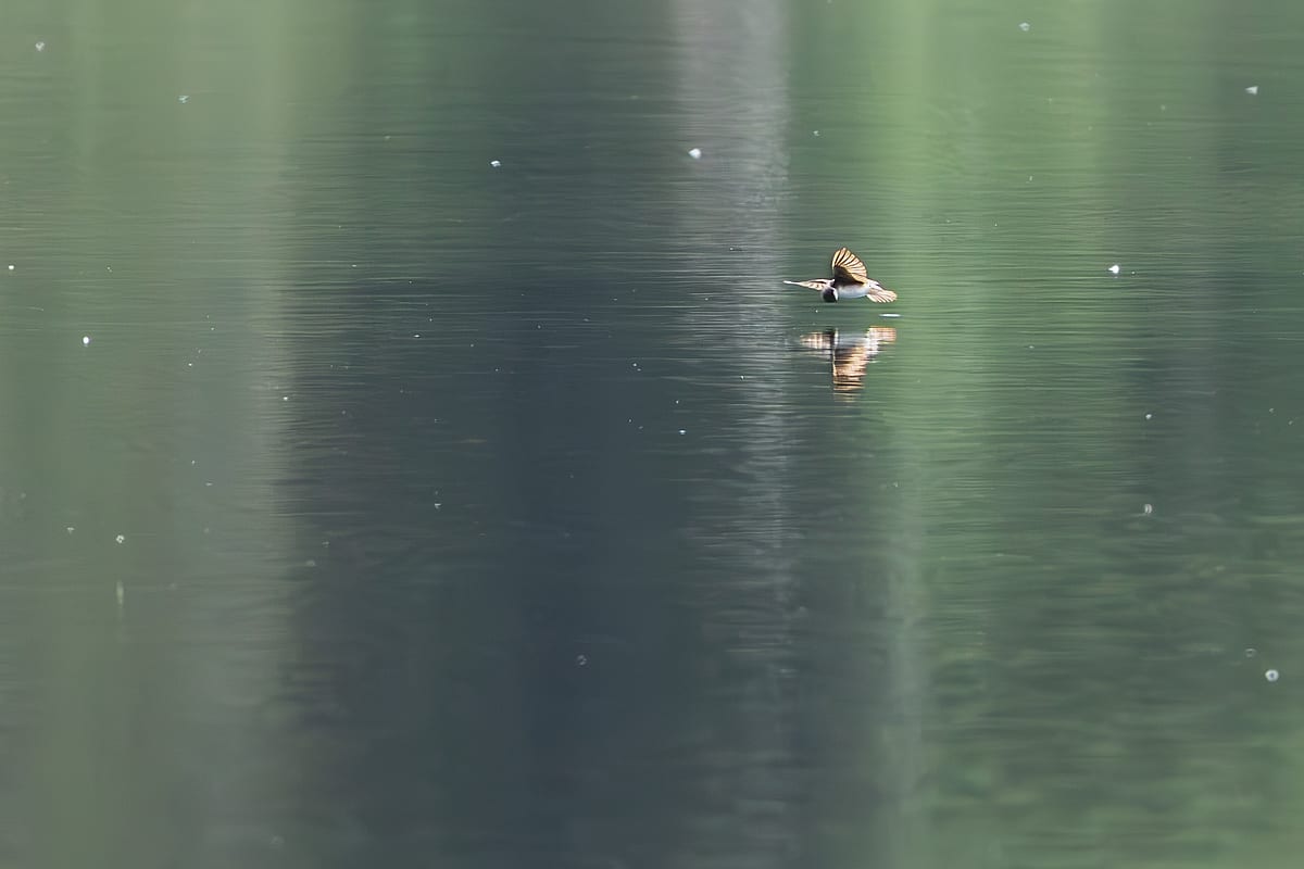 Tree Swallow Looking Back