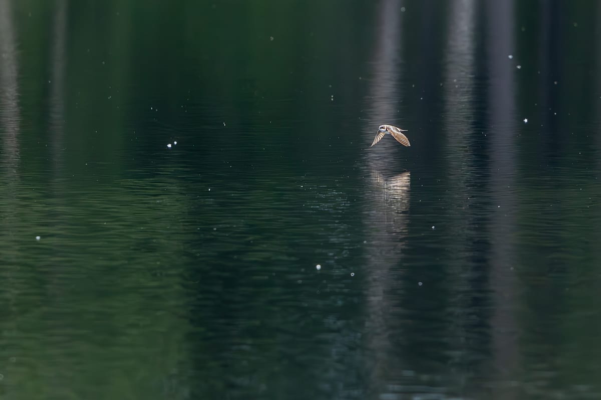 Tree Swallow Skimming