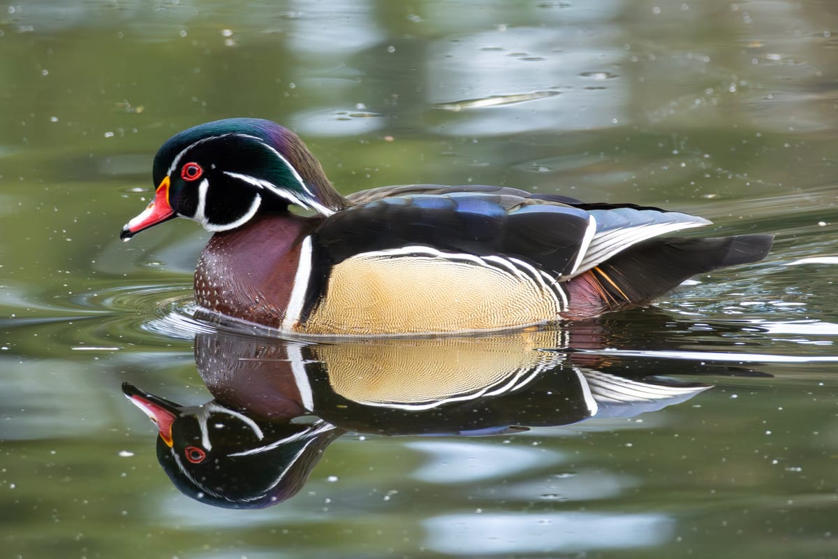 Wood Duck Reflection