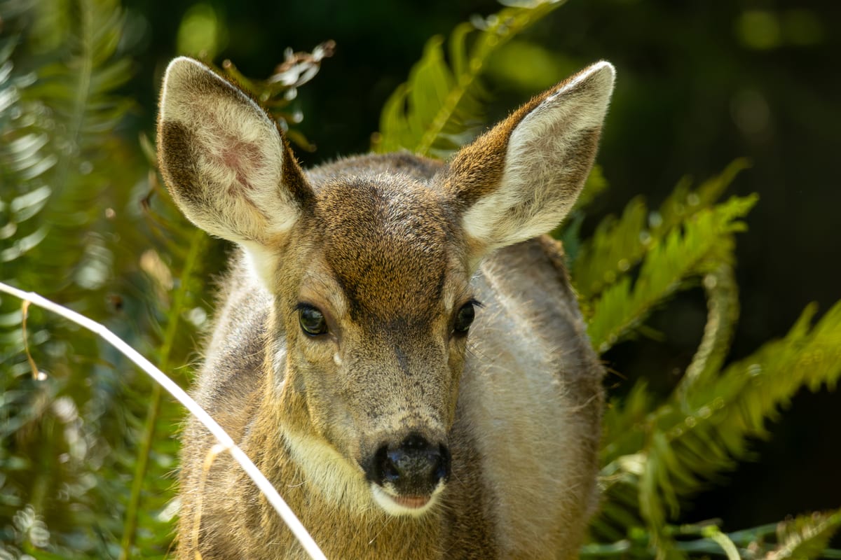 Deer Through Ferns