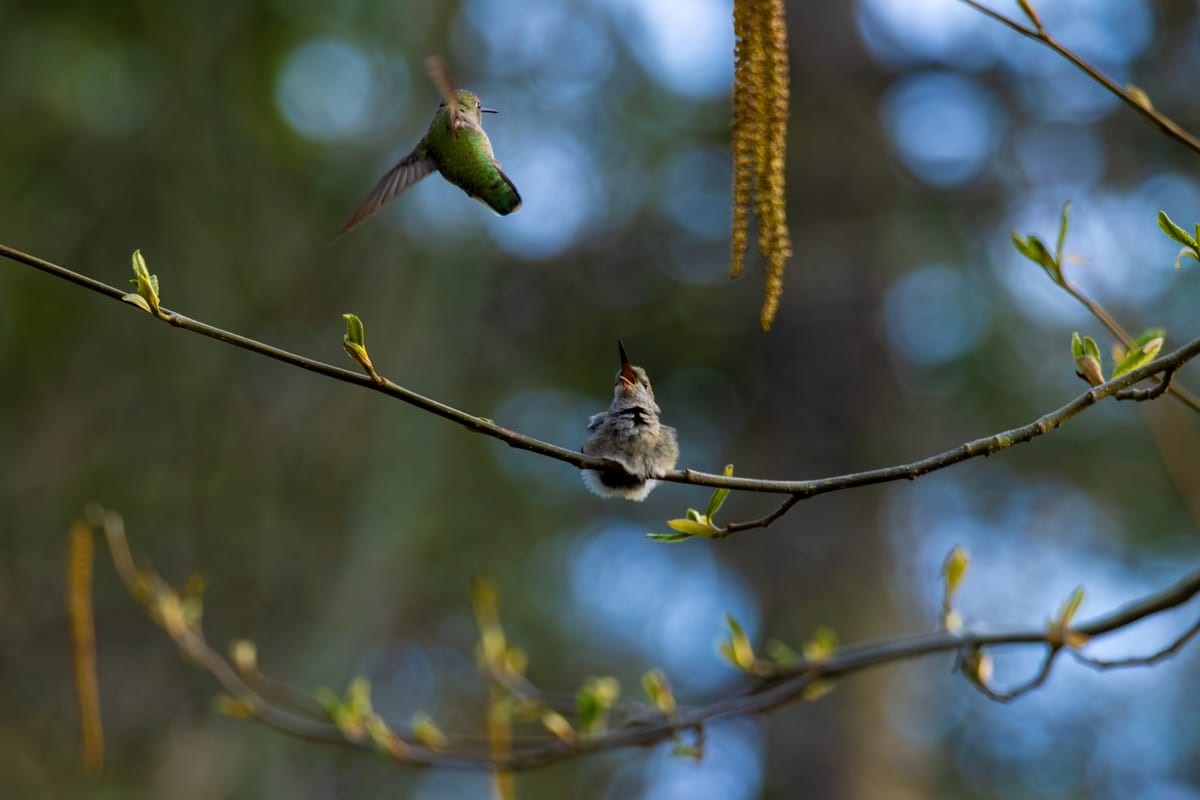 Hummingbird And Baby